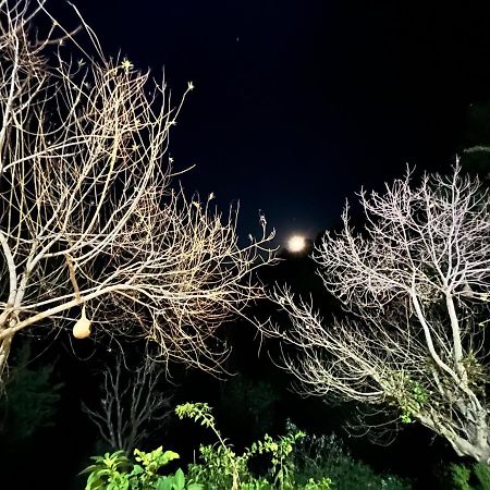 The Asgard Kasauli Bed & Breakfast Dış mekan fotoğraf